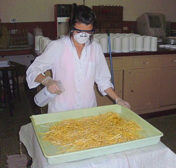 Tratamiento químico de paja de avena en el laboratorio