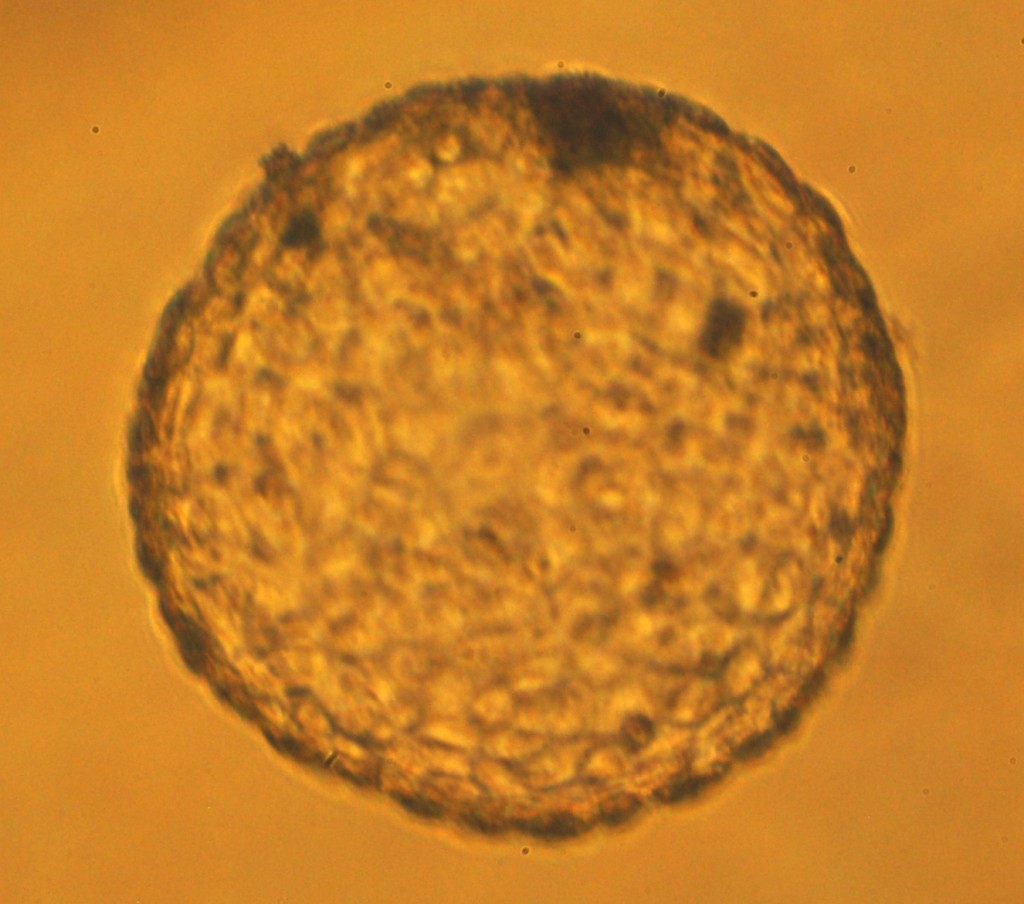 embrion de chita