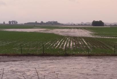 trigo-inundado