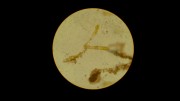 Microalgas al microscopio