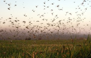 En la Argentina la langosta fue declarada plaga en 1964 y persiste como una amenaza en varias regiones del país. En 2010, este fenómeno se expandió hasta declararse una emergencia fitosanitaria en todo el territorio nacional.