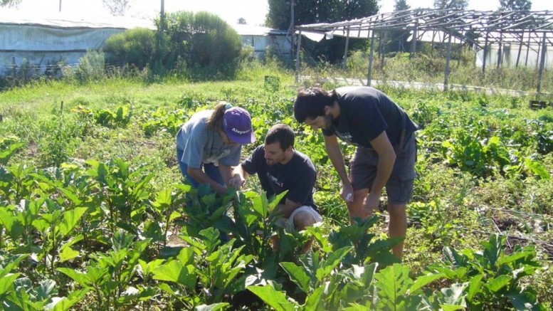 Una Experiencia Modelo De Agroecolog A En La Horticultura Sobre La Tierra