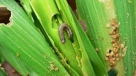 Los lepidópteros son un problema para el maíz tardío