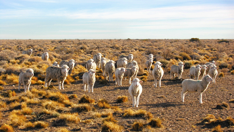 ovejas en la estepa patagónica
