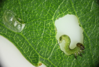 larva en S. nigra