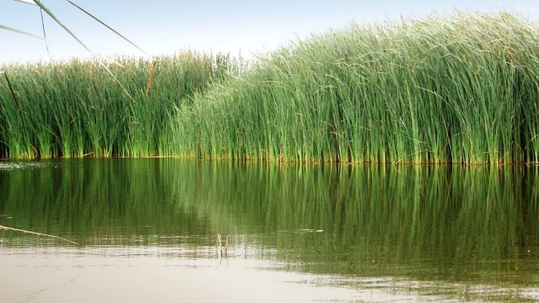 La investigación de la FAUBA usó plantas acuáticas nativas para reducir más de 90% de contaminantes comunes en efluentes agroindustriales y agropecuarios se vierten en el río Matanza-Riachuelo y que reducen la calidad de sus aguas.