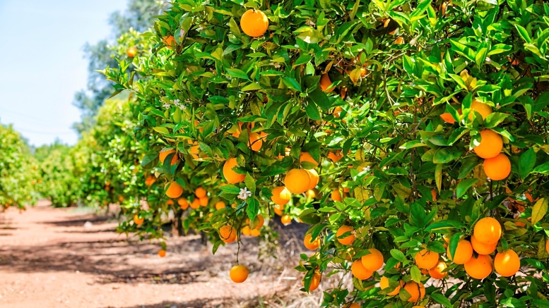 A partir de los resultados de la investigación académica, señalaron en qué meses regar el cultivo de naranjas ante las limitantes hídricas cada vez más severas en la región.
