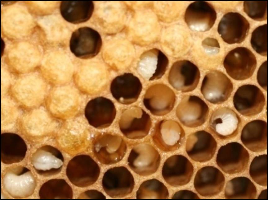 Durante el estudio se criaron larvas de abeja en el laboratorio y se les brindó alimento con trazas del herbicida. Se midieron los efectos sobre su crecimiento y desarrollo