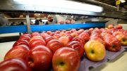 Los mercados internacionales le demandan a la fruticultura cada vez más certificados de calidad. Principalmente exigen alimentos inocuos que se produzcan cuidando al ambiente y a la salud de los trabajadores.