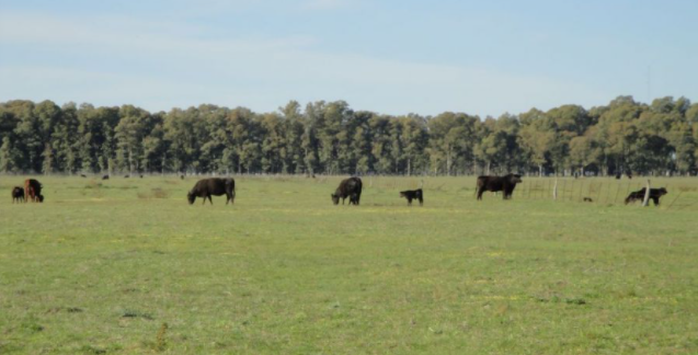 “La Argentina tiene mucho para mejorar en el manejo forrajero. Con buenos sistemas pastoriles no haría falta poner animales dentro de los feedlots” (M. Garbulsky)