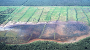 Salinización en un campo agrícola en la región Chaqueña en Paraguay