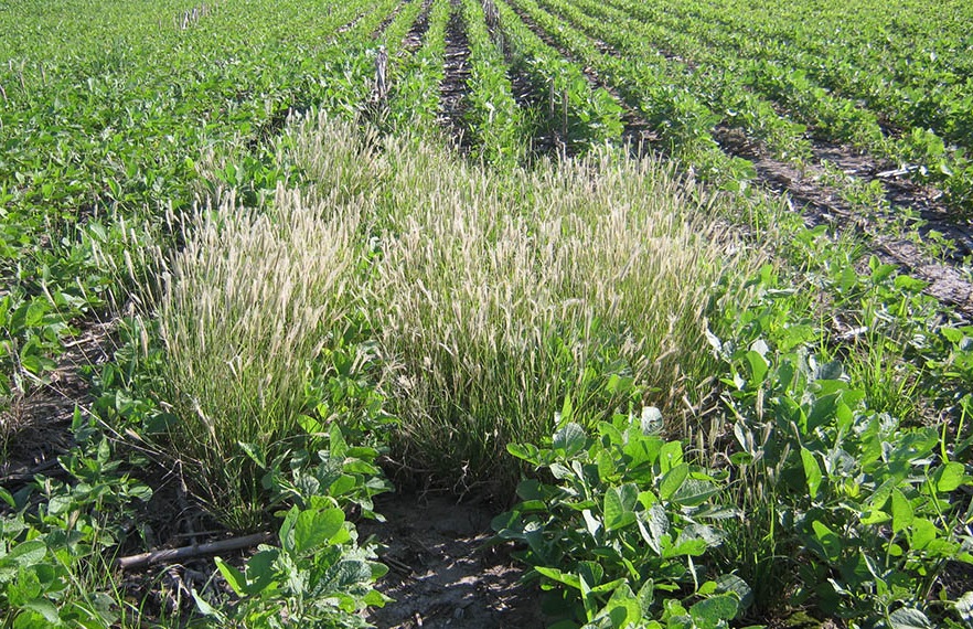 Rotili indicó que si bien el control de adversidades bióticas en los cultivos de grano es un tema difícil de enfrentar, en gran medida, los productores consultaron sobre el uso de controles químicos e inmediatos
