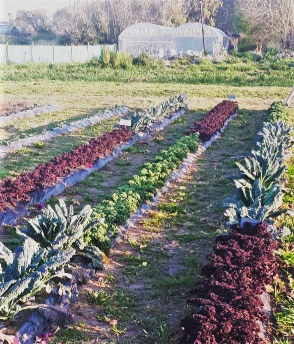 La cátedra de Horticultura de la FAUBA trabaja con distintos tipos de kale: los híbridos verde y morado de la semillera Bejo y la variedad Nero di Toscana