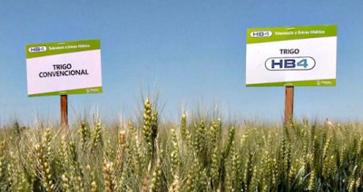 Por el momento, sembrar trigo transgénico en la Argentina tendría desventajas tanto desde lo comercial como desde el rendimiento, en comparación con el trigo no transgénico