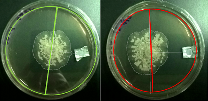 Las fotos muestran cómo fue el crecimiento del hongo Leucoagaricus gongylophorus tras 6 semanas de cultivo en placas de Petri conteniendo (o no) el compuesto volátil Z3-HAC. En el panel de la izquierda, el papel no contenía esa sustancia y el hongo creció por igual en todas las direcciones. En el panel de la derecha se ve que el hongo creció más hacia el lado contrario del que estaba el papel con el Z3-HAC