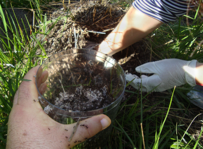 El hongo extraído del hormiguero es colocado en un pote para trasladarlo al laboratorio, donde será cultivado en condiciones controladas
