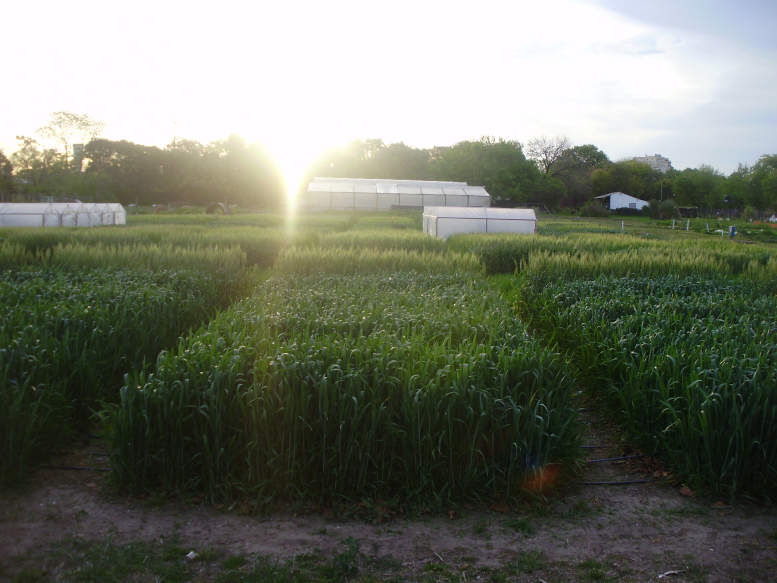 El experimento se realizó en dos etapas del desarrollo del trigo: la floración y el llenado de semillas
