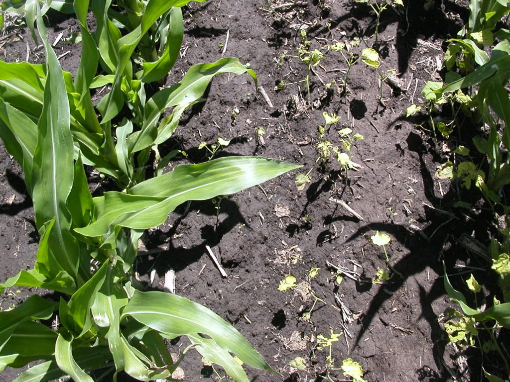 Malezas en cultivos de maíz. Foto: E. de la Fuente