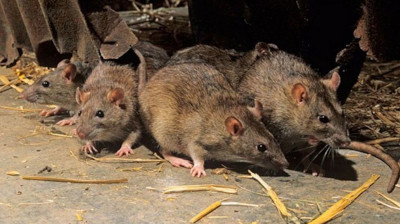 El cambio climático podría forzar nuevos encuentros entre roedores infectados y roedores sanos, y potenciaría los brotes virales . Foto: viapais.com.ar