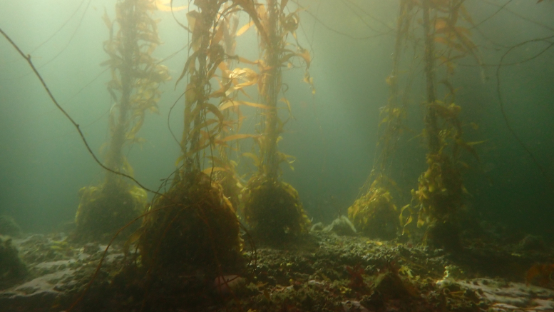 Columnas de Macrocystis pyrifera, conocida como cachiyuyo, el alga gigante que forma bosques sumergidos en Ushuaia
