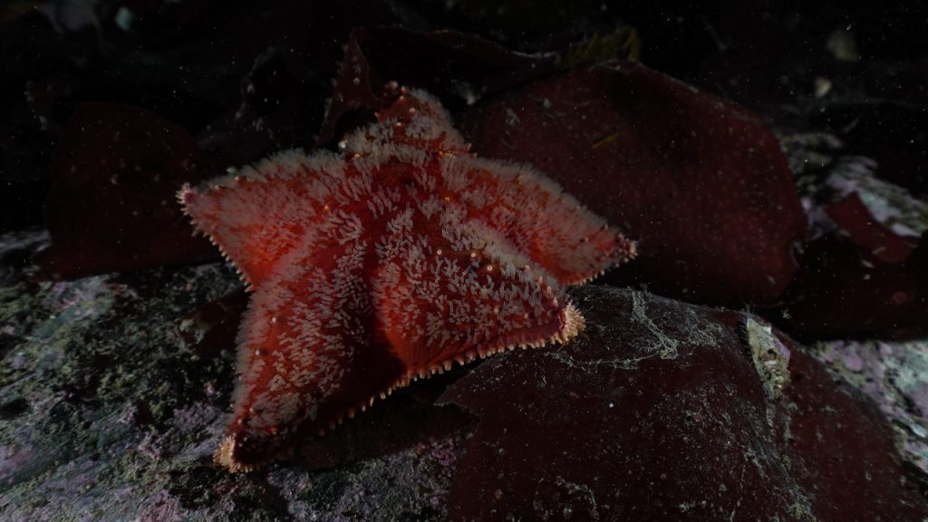 Glabraser antarctica, una de las muchas especies de estrellas de mar que habitan los bosques de Macrocystis