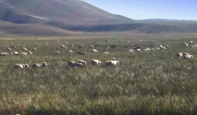 Los mallines patagónicos son fundamentales como sostén de la producción ganadera ovina en la región
