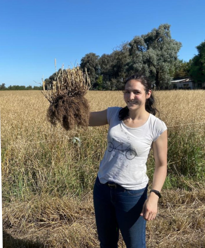 Para Alexia Minás, la broza aérea y la subterránea del raigrás pueden afectar el éxito de las leguminosas en las pasturas