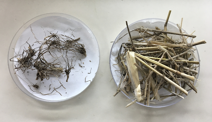En la placa de Petri de la izquierda se ve un detalle de la broza de raíces de raigrás. A la derecha, la broza de la parte aérea, compuesta por restos de tallos y hojas