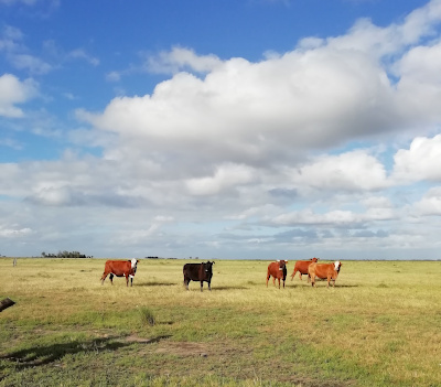 La ganadería es la actividad económica principal de los campos en la zona de Samborombón
