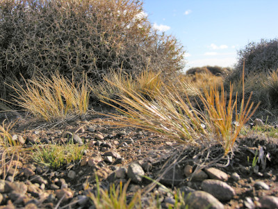 En la estepa patagónica, el suelo está cubierto parcialmente por vegetación y se pueden ver espacios de tierra o arena