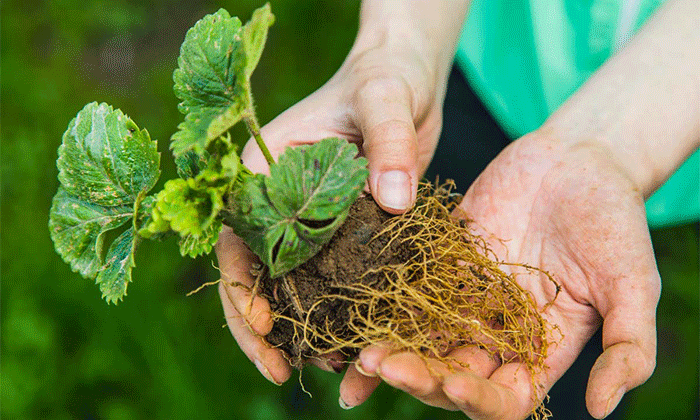 Según Gervasio Piñeiro, las raíces contribuyen en gran medida la generación de materia orgánica en el suelo. Foto: On24