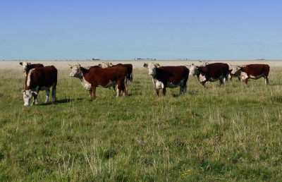 Los pastizales de la Pampa Deprimida argentina guardan una gran similitud con los del centro de EE.UU. Foto: Sofía campana