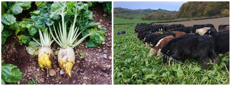 En Nueva Zelanda la remolacha forrajera es un cultivo importante y se usa para pastoreo directo o como suplemento