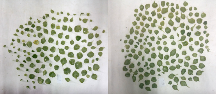 Comparación del área foliar de plantas que crecieron dentro del invernáculo en sitios con baja radiación fotosintéticamente activa (RFA; foto de la izquierda) vs. alta RFA (foto de la derecha). Al final del experimento, las que crecieron con baja RFA tuvieron un 10% menos de área foliar