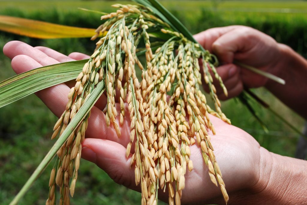 “A nivel mundial, el arroz es el tercer cereal más sembrado, producido y consumido después del trigo y el maíz” (G. Mozeris). Fuente: INTA informa