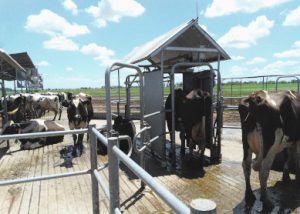 Vacas circulando por las instalaciones. Una de ellas está pasando por una de las puertas inteligentes, que tiene techo a dos aguas