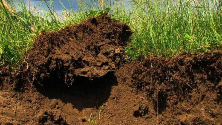 “El suelo es uno de los principales reservorios de carbono del mundo” (D. Cosentino)
