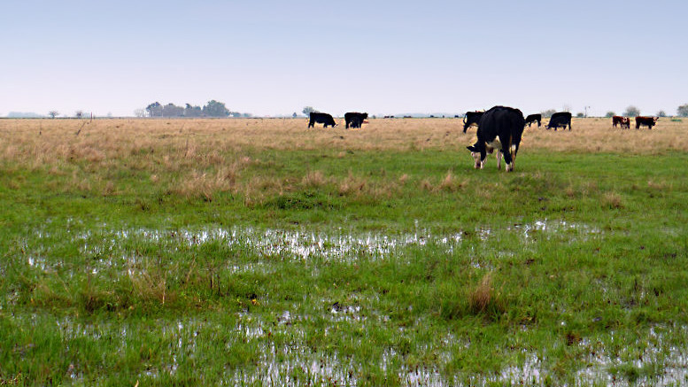 Pasturas megatérmicas