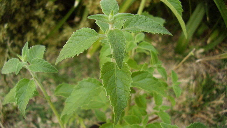 Planta de peperina