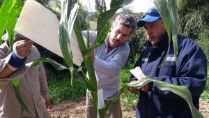 Los maíces nativos del NOA que se encontraban en Buenos Aires no podían multiplicarse en esas latitudes. Por eso, la FAUBA llevó numerosas variedades del cultivo hacia Jujuy para trabajar junto con la FFyL-UBA en el Pucará de Tilcara.
