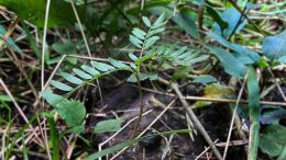 La Acacia negra sigue invadiendo los campos argentinos y representa un grave problema productivo. La imagen muestra una plántula emergiendo entre la vegetación junto a las heces del ciervo invasor. Fotos gentileza de Luis Pérez y Federico Guerra Aldazabal