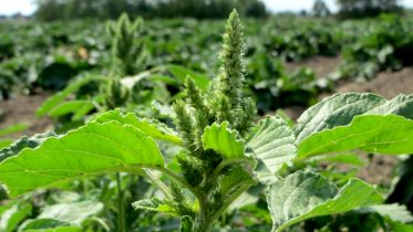 Amaranthus retroflexus