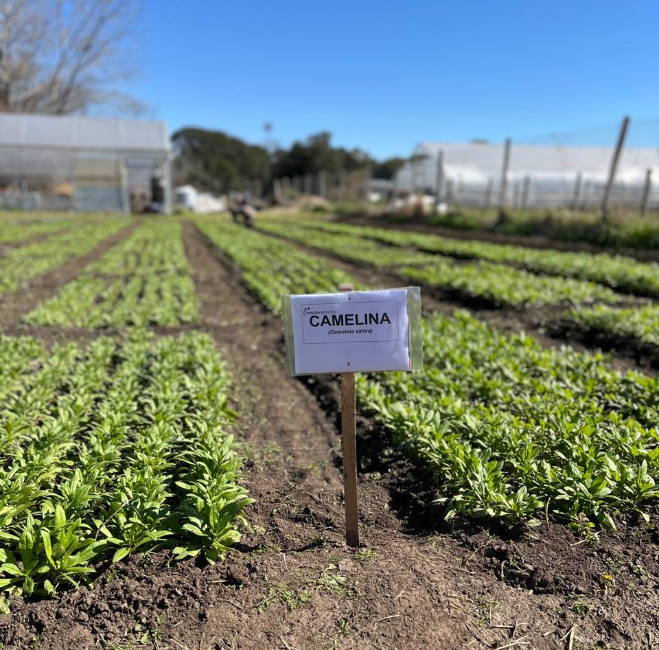 "Camelina cubre rápido el suelo en invierno y compite con las malezas mejor que otros cultivos" (D. Becherán)