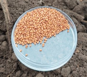 "Las semillas de camelina son ideales para producir biocombustibles" (D. Becheran)