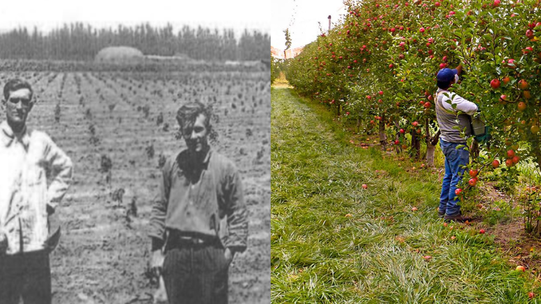 Desde principios del siglo XX la producción frutícola es una actividad fundamental en el Alto Valle del Río Negro Desde principios del siglo XX la producción frutícola es una actividad fundamental en el Alto Valle del Río Negro
