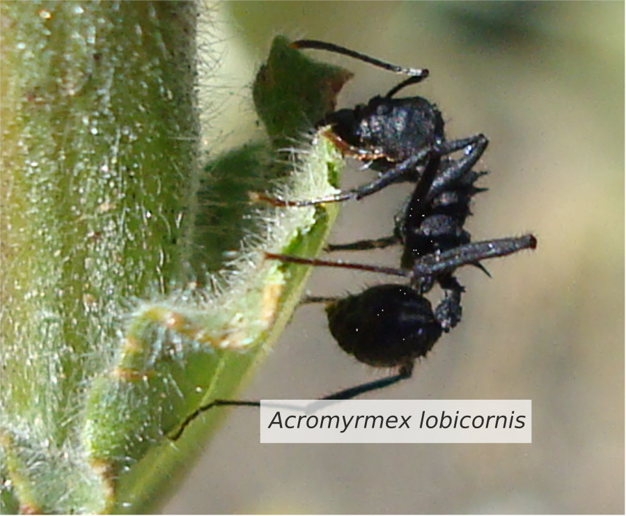 “Esta hormiga nativa se distribuye desde el norte del país hasta Chubut y causa problemas en cultivos forestales y también en frutales” (M. Alma). Imagen: Laboratorio de Investigaciones en Hormigas “Esta hormiga nativa se distribuye desde el norte del país hasta Chubut y causa problemas en cultivos forestales y también en frutales” (M. Alma). Imagen: Laboratorio de Investigaciones en Hormigas
