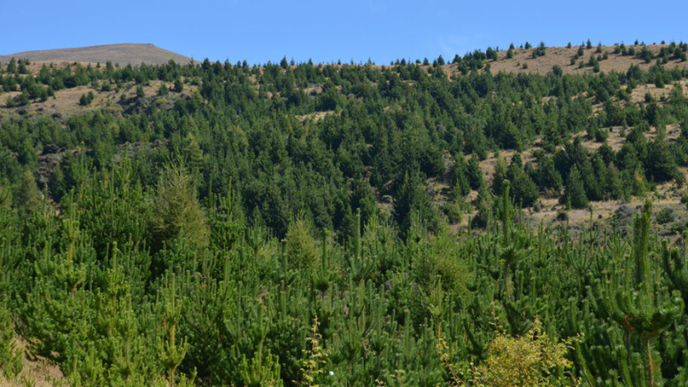 En las forestaciones de la Patagonia, se utilizan especies exóticas como Pinus ponderosa, Pinus contorta y el pino Oregón. Imagen: INIBIOMA En las forestaciones de la Patagonia, se utilizan especies exóticas como Pinus ponderosa, Pinus contorta y el pino Oregón. Imagen: INIBIOMA