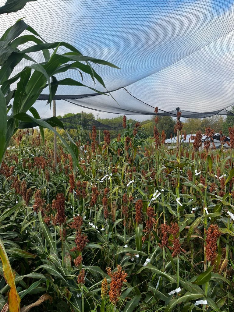 “El mejoramiento genético del sorgo redujo su diversidad de genes y así la posibilidad de mejorar otros de sus carácteres” (R. Benech Arnold) 