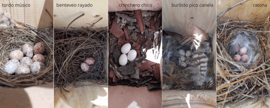 Los resultados del estudio sirven para pensar estrategias de conservación de aves de la región y aprovechar los servicios ecosistémicos que brindan