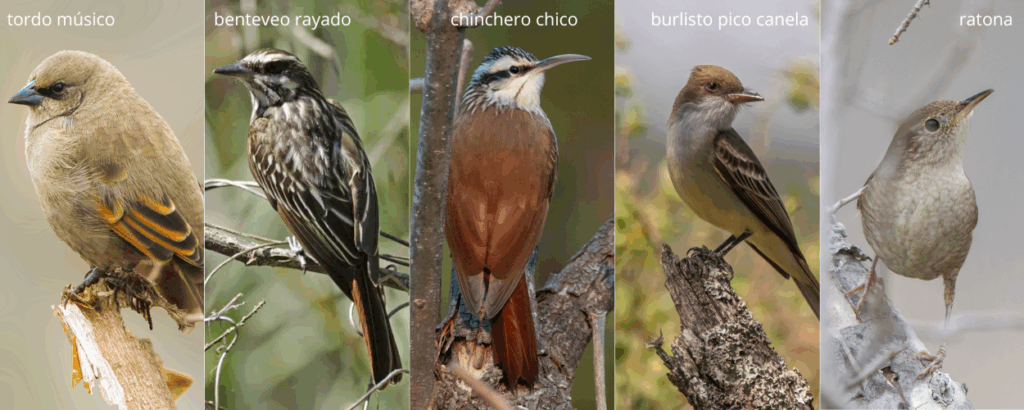 Hay poca información sobre la biología reproductiva de las especies estudiadas en este trabajo —excepto la ratona—. Es bibliografía clave para pensar su posible uso como control biológico